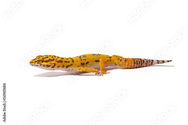 Fototapeta Leopard gecko white background
