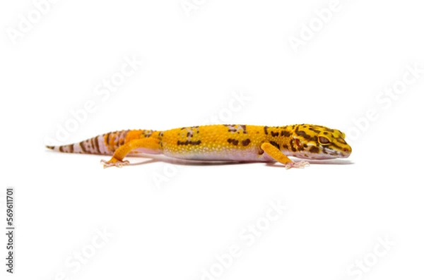 Fototapeta Leopard gecko white background
