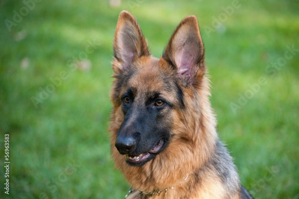 Fototapeta German Shephard