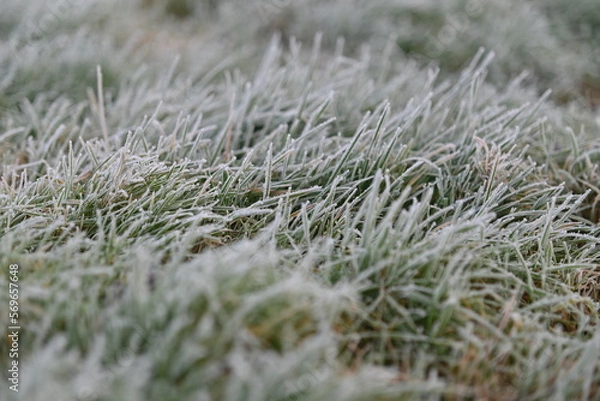 Obraz Frozen green grass as a close up
