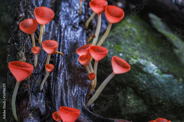 Fototapeta beautiful pink Mushrooms in rainforest