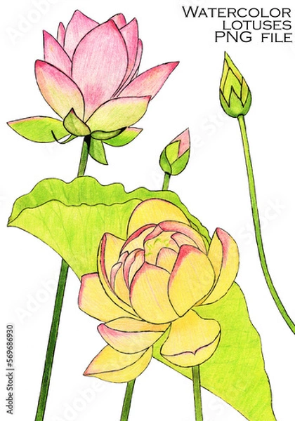 Obraz Trendy abstract clip art with pink and yellow lotuses and buds painted with watercolor pencils. Suitable for prints, postcards, invitations, mobile apps, banners design, internet ads and more