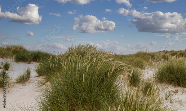 Fototapeta Sand dune and dune grass on the north beach of Heligoland island.