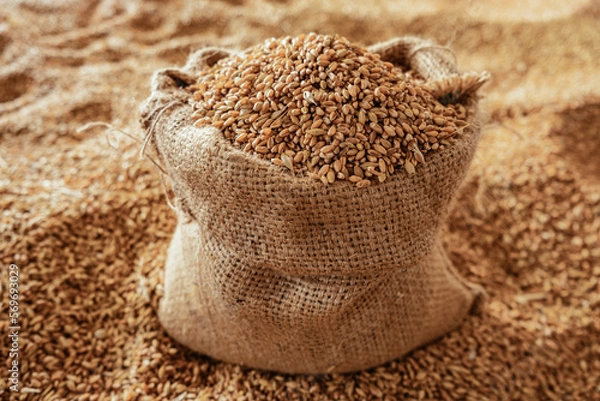 Obraz Harvested wheat grain in a linen sack
