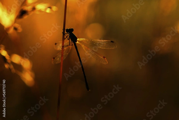 Obraz dragonfly at sunset