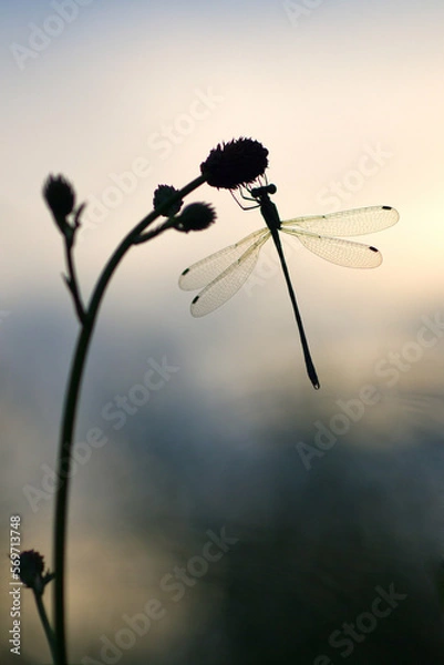 Obraz dragonfly at sunset