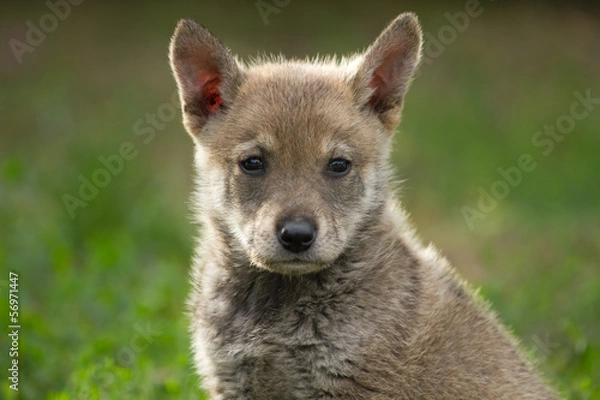 Obraz Szczeniak Wilk