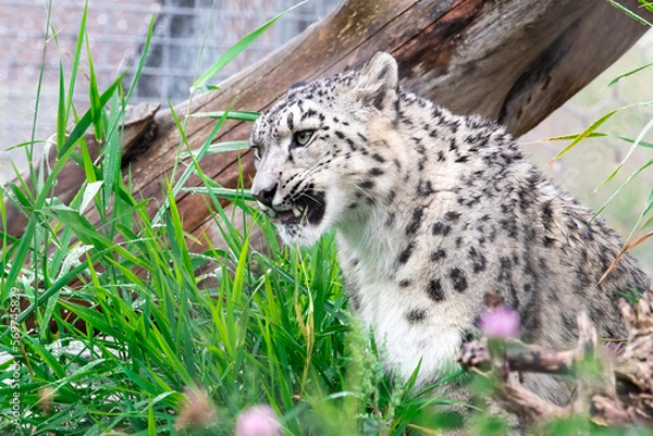 Obraz leopard in the tree