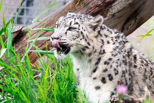 Obraz snow leopard cub