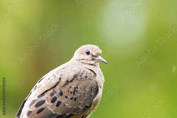 Obraz red-tailed hawk