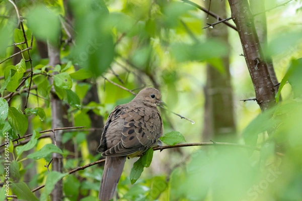 Obraz bird on a tree
