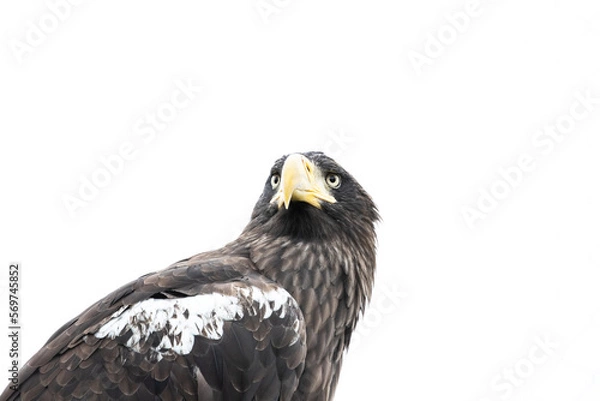 Obraz American bald eagle