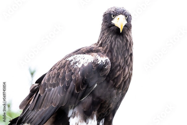 Obraz white-tailed eagle