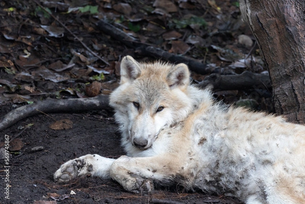 Obraz wolf in the snow