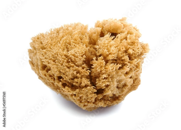 Fototapeta natural sponge
