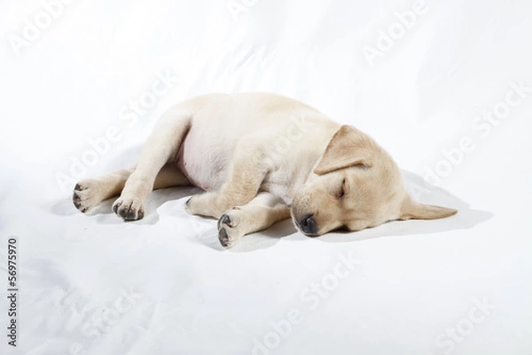 Fototapeta labrador puppy