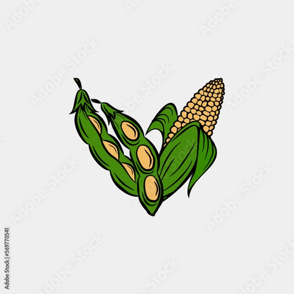 Obraz soybean and corn illustration vector