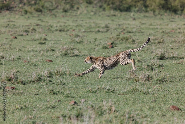 Obraz running cheetah