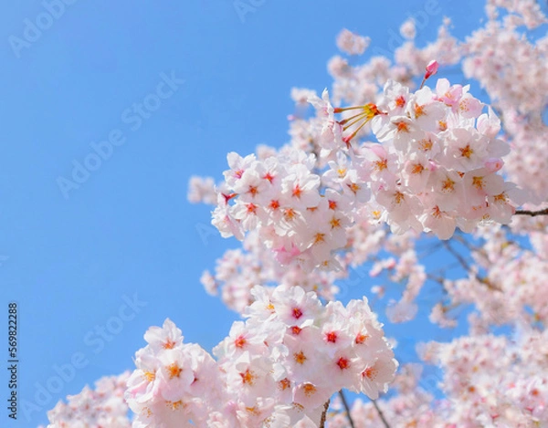 Obraz 満開の桜の花と青空、桜の花のクローズアップ、桜のフレーム、染井吉野