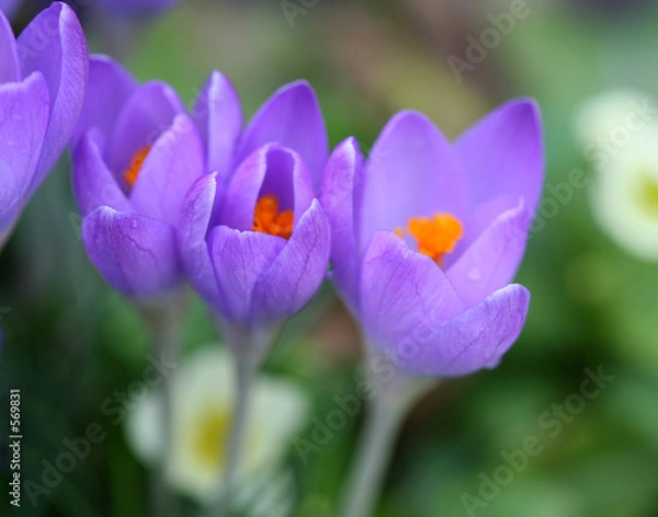 Fototapeta pleasant spring crocuses
