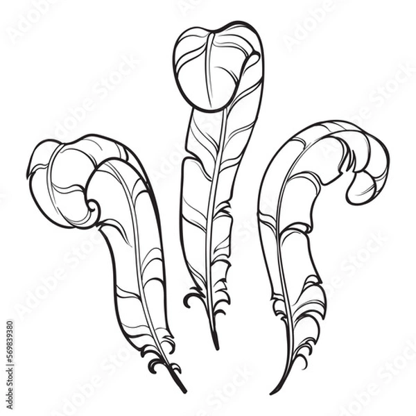 Obraz Heraldic stylised feathers. Used as a crew on helmets . Black line drawing isolated on white background. EPS10 vector illustration.