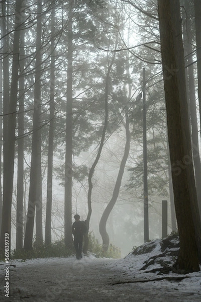 Obraz 朝靄の林道