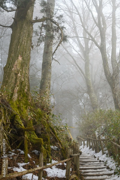 Obraz 朝靄の林道
