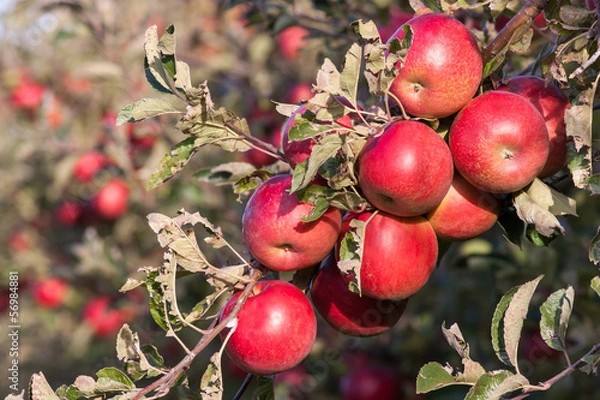 Fototapeta branch with apples
