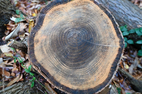 Fototapeta cut trunk