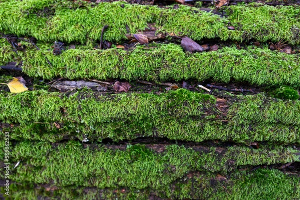 Fototapeta moss on a tree