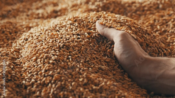 Fototapeta A human hand holds a handful of grain on a wheat background