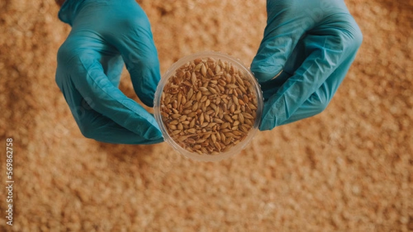 Obraz Collection of grain samples for further analysis