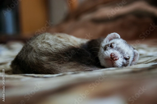 Fototapeta ferret sleeping on a blanket