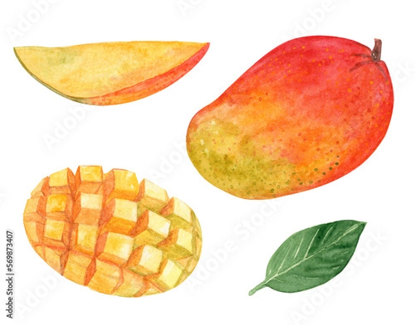 Obraz Watercolor mango fruit set isolated on white background