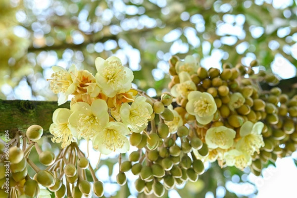 Fototapeta Group bud durian flowers blooming on the branches on tree in the garden, durian fruit grown from small to large, the best product quality in Thailand for export, king of fruit in Thai, bottom view 