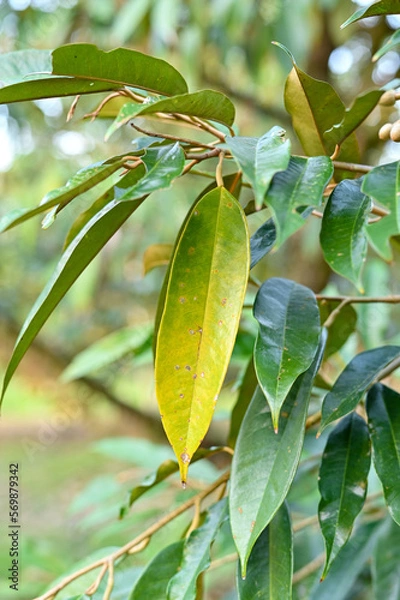 Fototapeta 	
Yellow and green leaf durian in the garden