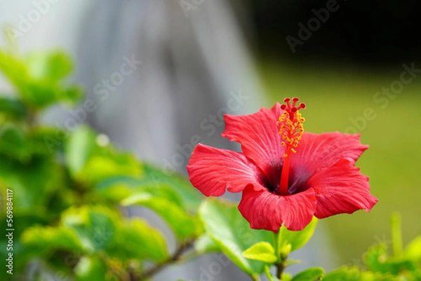 Fototapeta ハイビスカスの花
