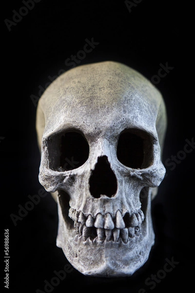 Obraz Scary Human Skull