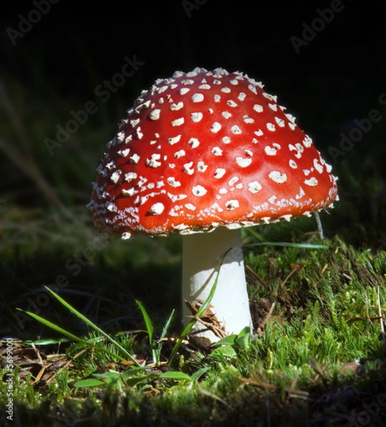 Obraz Young fly agaric fruit body