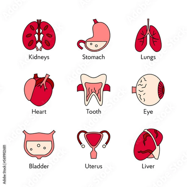 Obraz Set of human organs icons flat vector illustrations of human organs symbol for web design medicine anatomy for clinic hospital
