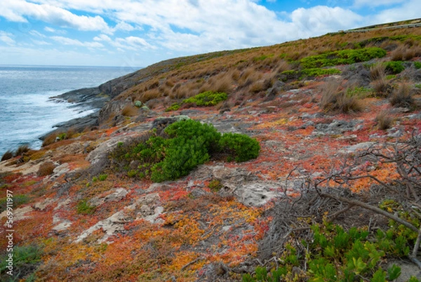 Fototapeta Australia