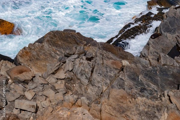 Fototapeta Voyage en Australie - kangaroo island - Australia