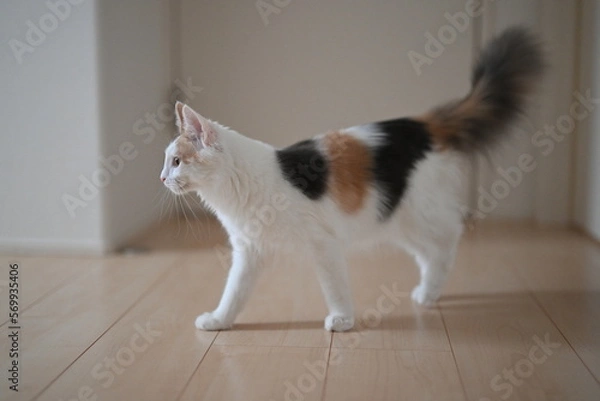 Obraz 家の中を歩く猫（メインクーン）