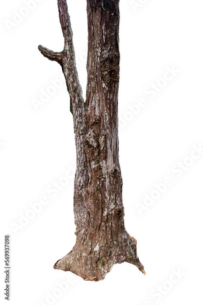 Fototapeta Tree trunk isolated on white background. Atlantic forest, tropical tree.
