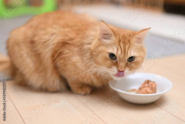Fototapeta ごはんを食べる猫（マンチカン）