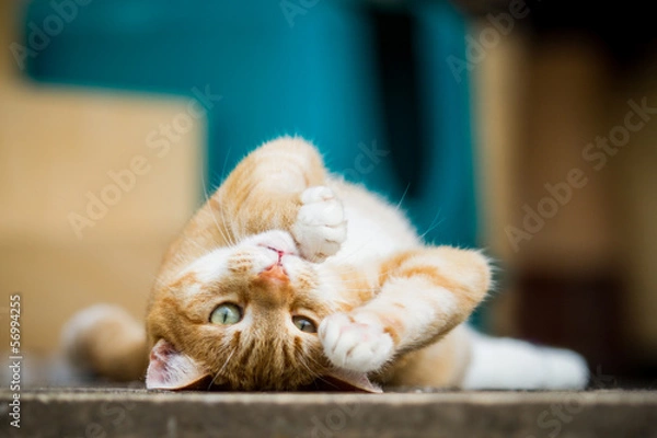 Fototapeta Liebe Katze