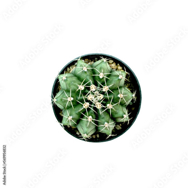 Obraz isolate cactus plant in a pot top view 