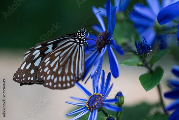 Fototapeta アサギマダラ