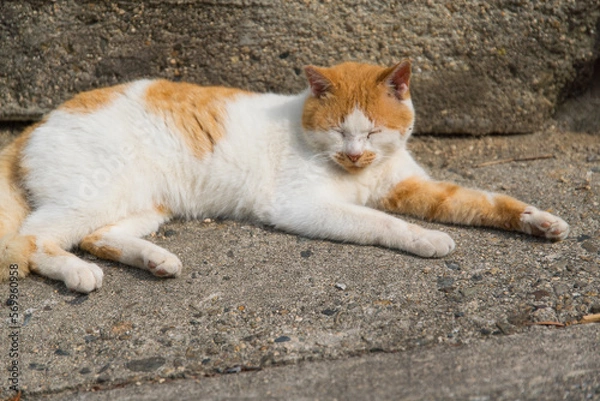 Obraz 昼寝をする猫
