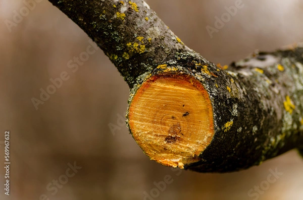 Fototapeta Sawing a large tree branch. Sanitary pruning of diseased damaged branches. The concept of caring for fruit trees in spring and autumn.